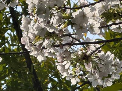 浜北文化センターリニューアル記念『春の音しらべ』