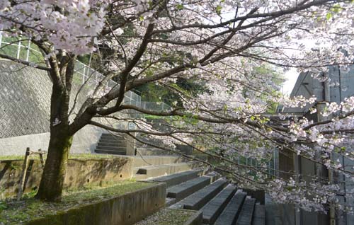 2017.4春の風景②.JPG